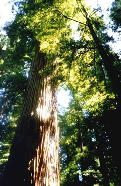 Redwood Tree Healing Intertia